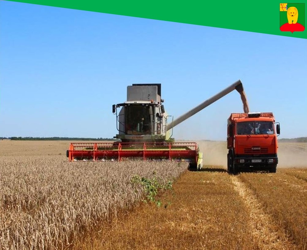 В Афанасьевском муниципальном округе начали уборку зерновых.
