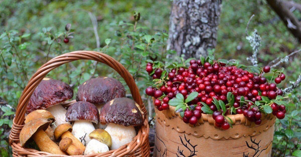 В Кировской области планируют предоставлять участки для промышленного сбора грибов и ягод.